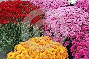A bouquet of beautiful chrysanthemum flowers outdoors. Chrysanthemums in the garden. Colorful flower chrisanthemum. Floral pattern