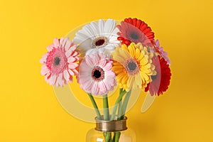 Bouquet of beautiful colorful gerbera flowers in vase on yellow background