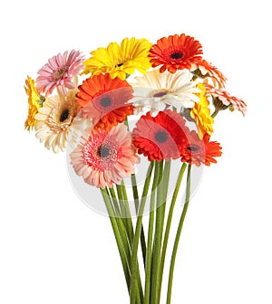 Bouquet of beautiful colorful gerbera flowers on white background