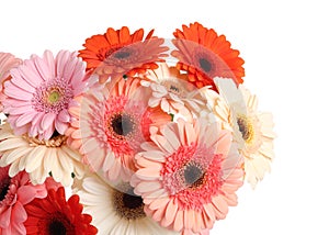 Bouquet of beautiful colorful gerbera flowers on white background