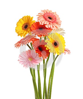 Bouquet of beautiful colorful gerbera flowers on white background