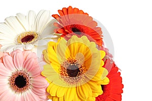 Bouquet of beautiful colorful gerbera flowers on white background, closeup