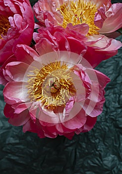 Bouquet of beautiful coral peonies close up on the dark backdround