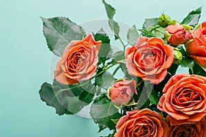 Bouquet of beautiful coral roses on turquoise background