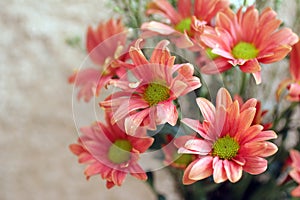 Bouquet of beautiful dahlia flowers background with copy space for your text. Floral peach color background. photo