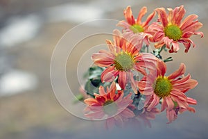 Bouquet of beautiful dahlia flowers background with copy space for your text. Floral peach color background.