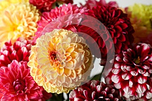 Bouquet of beautiful dahlia flowers, closeup view