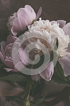 Bouquet of beautiful delicate light pink and white peonies flowers close up