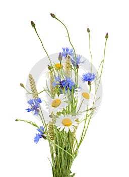 Bouquet of beautiful flowers Cornflowers, chamomiles wheat iso photo