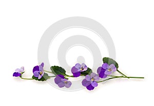 Bouquet of beautiful flowers viola tricolor  pansy  on a white background with space for text. Top view, flat lay