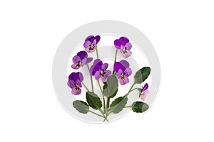 Bouquet of beautiful flowers viola tricolor  pansy  on a white background with space for text. Top view, flat lay