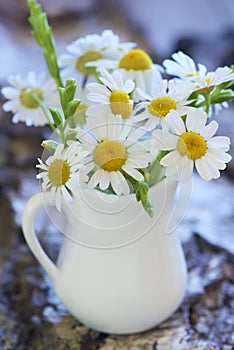 Bouquet of beautiful fresh chamomile