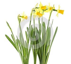 Bouquet of beautiful fresh daffodils flowers isolated on white background. Spring flowers