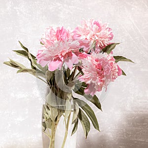 Bouquet of beautiful fresh gentle pale pink peonies in transparent glass vase on light grey with low contrast