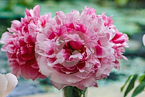 Bouquet of beautiful pink peonies in vase