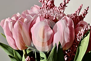 Bouquet of beautiful pink tulips in early spring as a postcard or picture with nice flowers