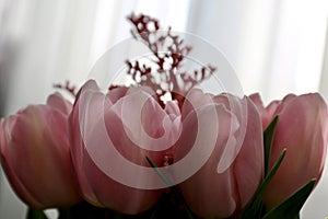 Bouquet of beautiful pink tulips in early spring as a postcard or picture with nice flowers