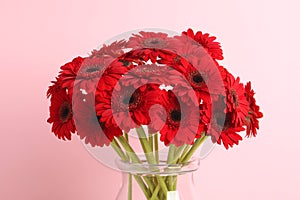 Bouquet of beautiful red gerbera flowers in glass vase on pink background