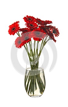 Bouquet of beautiful red gerbera flowers in glass vase on white background