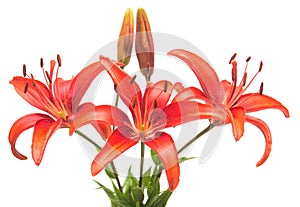 Bouquet of beautiful red lily flower