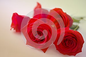 Bouquet of beautiful red rose flowers made with color filters