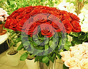 A bouquet of beautiful red roses in the greenhouse