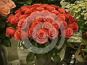A bouquet of beautiful red roses in the greenhouse