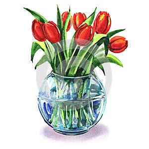 Bouquet of beautiful red tulips in glass vase isolated, watercolor illustration