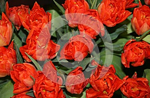 Bouquet of beautiful red tulips . Hybrid varieties of tulips of red color . Spring flowers. Collection.