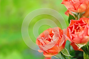 Bouquet of beautiful roses on natural background