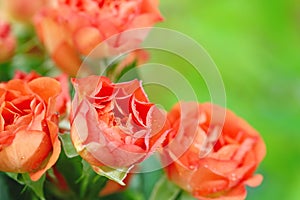 Bouquet of beautiful roses on natural background