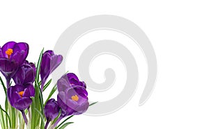 Bouquet of beautiful spring flowers violet crocuses on a white background with space for text