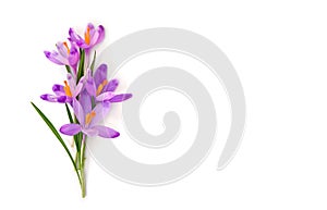 Bouquet of beautiful spring snowdrops flowers violet crocuses Crocus heuffelianus on a white background with space for text.