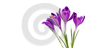 Bouquet of beautiful spring snowdrops flowers violet crocuses on a white background with space for text