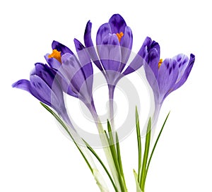 Bouquet of beautiful spring snowdrops flowers violet crocuses on a white background with space for text.