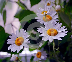 Bouquet of beautiful white chamomiles