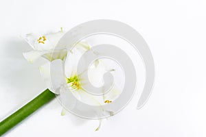 Bouquet of beautiful white lilies on white background