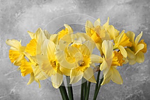 Bouquet of beautiful yellow daffodils on grey background, closeup