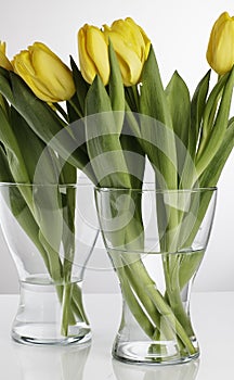 Yellow Tulips photo
