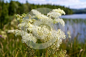 Bouquet belogolovnika. Lake Tagasuk. Krasnoyarsk Territory, Siberia, Russia