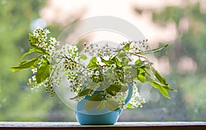 Bouquet of bird cherry, hackberry, hagberry or Mayday tree branches with white fragrant flowers.