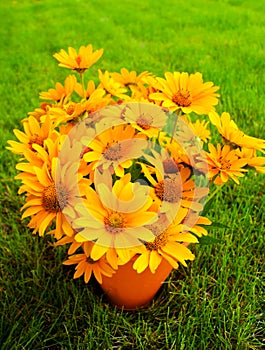 Bouquet of Black Eyed Susan yellow flowers