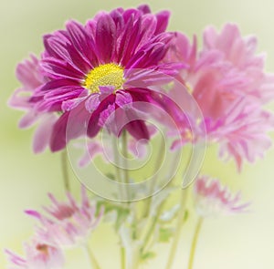 Bouquet of Blooming Daisy Flowers on Soft Dreamy Background