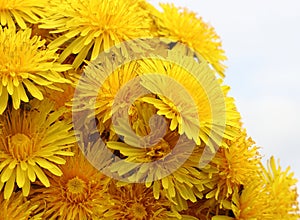 A bouquet of blooming dandelions