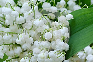 bouquet of blooming lilies of the valley