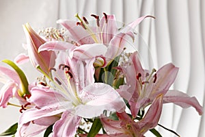 Bouquet of blooming pink lilies on a white background close-up. Floral background