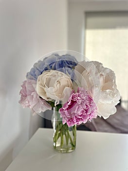 A bouquet of blooming white and pink peonies of delicate color