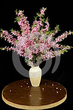 Bouquet of blooming wild cherry branches