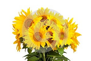 Bouquet of blossoming sunflowers