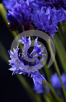 Bouquet of blue cornflower